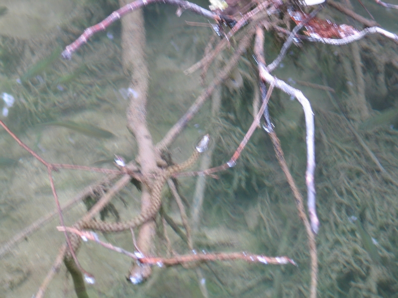 Original image